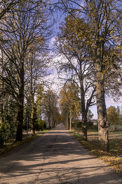 carretera arbolada