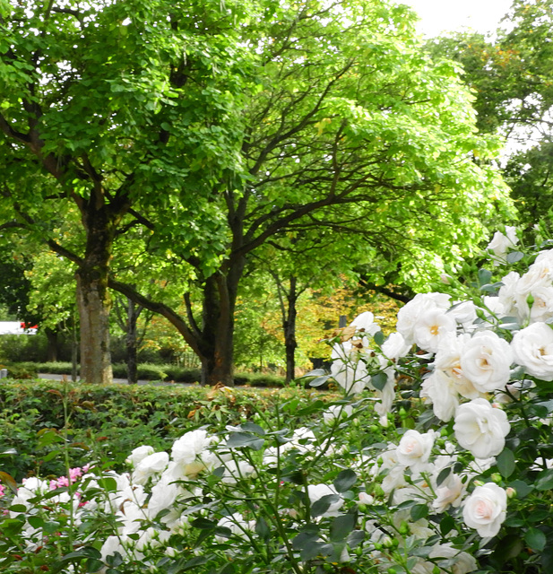 Rosarium   -Rose Garden