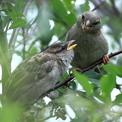 EOS 90D Peter Harriman 13 37 30 35421 feedingTime dpp