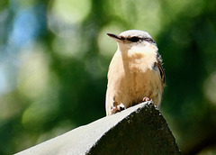 Kleibernestling   (PiPs)