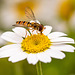 Hoverfly