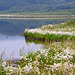 Cotton Grass