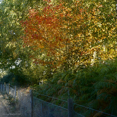 Rowan in Autumn Sunlight (HFF Everyone)