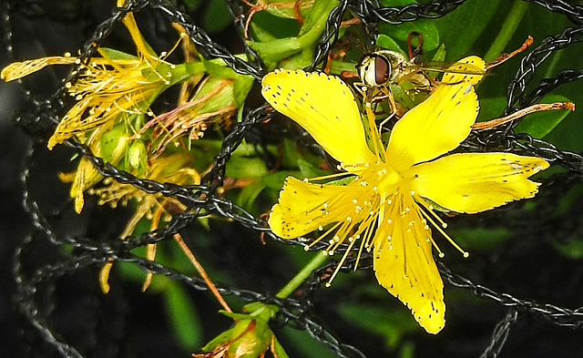 20230714 1941CPw [D~LIP] Tüpfel-Hartheu (Hypericum perforatum) [Johanniskraut], Gem. Feldschwebfliege (Metayrphus corollae), Bad Salzuflen