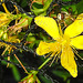20230714 1941CPw [D~LIP] Tüpfel-Hartheu (Hypericum perforatum) [Johanniskraut], Gem. Feldschwebfliege (Metayrphus corollae), Bad Salzuflen