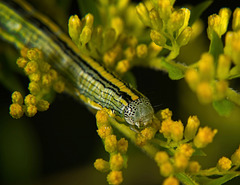 Die Astern-Mönch (Cucullia asteris) Raupe auf der Goldrute entdeckt :)) The monk aster (Cucullia asteris) caterpillar discovered on the goldenrod :)) La chenille de l'aster moine (Cucullia asteris) découverte sur la verge d'or :))