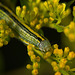 Die Astern-Mönch (Cucullia asteris) Raupe auf der Goldrute entdeckt :)) The monk aster (Cucullia asteris) caterpillar discovered on the goldenrod :)) La chenille de l'aster moine (Cucullia asteris) découverte sur la verge d'or :))