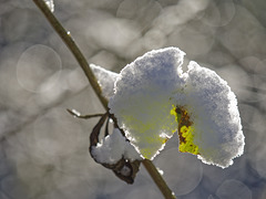 der erste Schnee