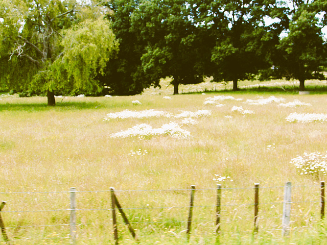 Daisy Patches In The Grass.