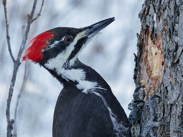 Pileated Woodpecker