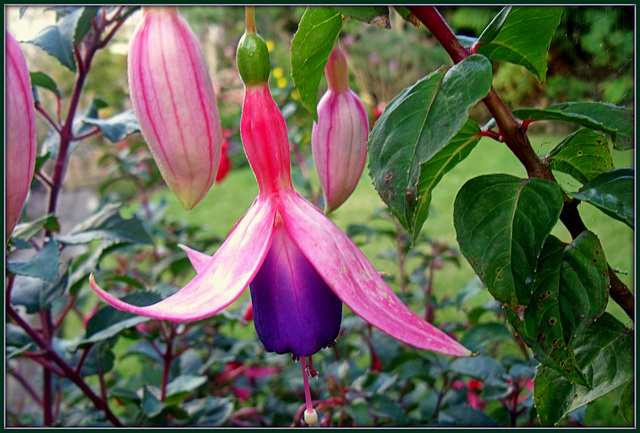 Fuchsia, St Day Garden, Cornwall