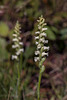 Spiranthes ochroleuca (Yellow Ladies'-tresses orchid)