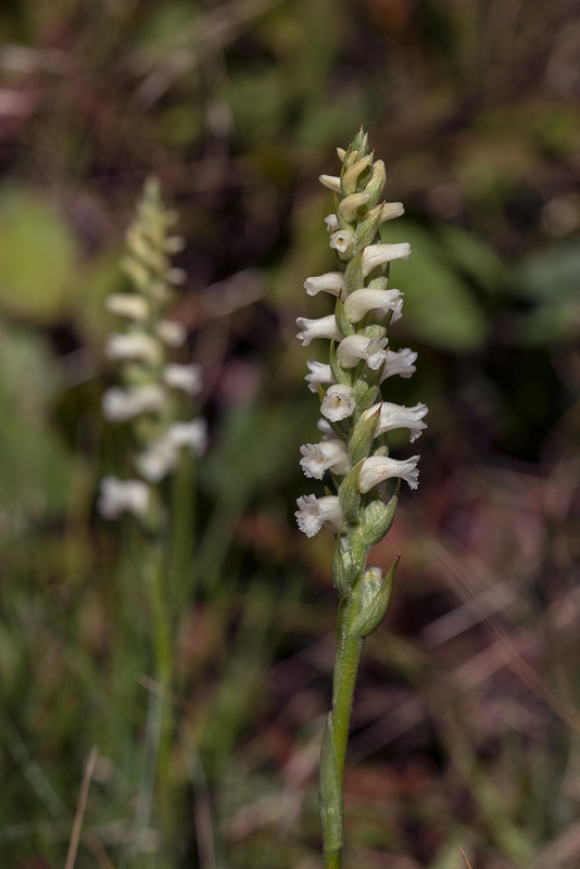 Spiranthes ochroleuca (Yellow Ladies'-tresses orchid)