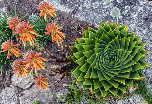 Aloe polyphylla