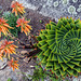 Aloe polyphylla