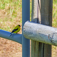 American Goldfinch