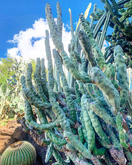 cactus garden - Kapiolani Community College