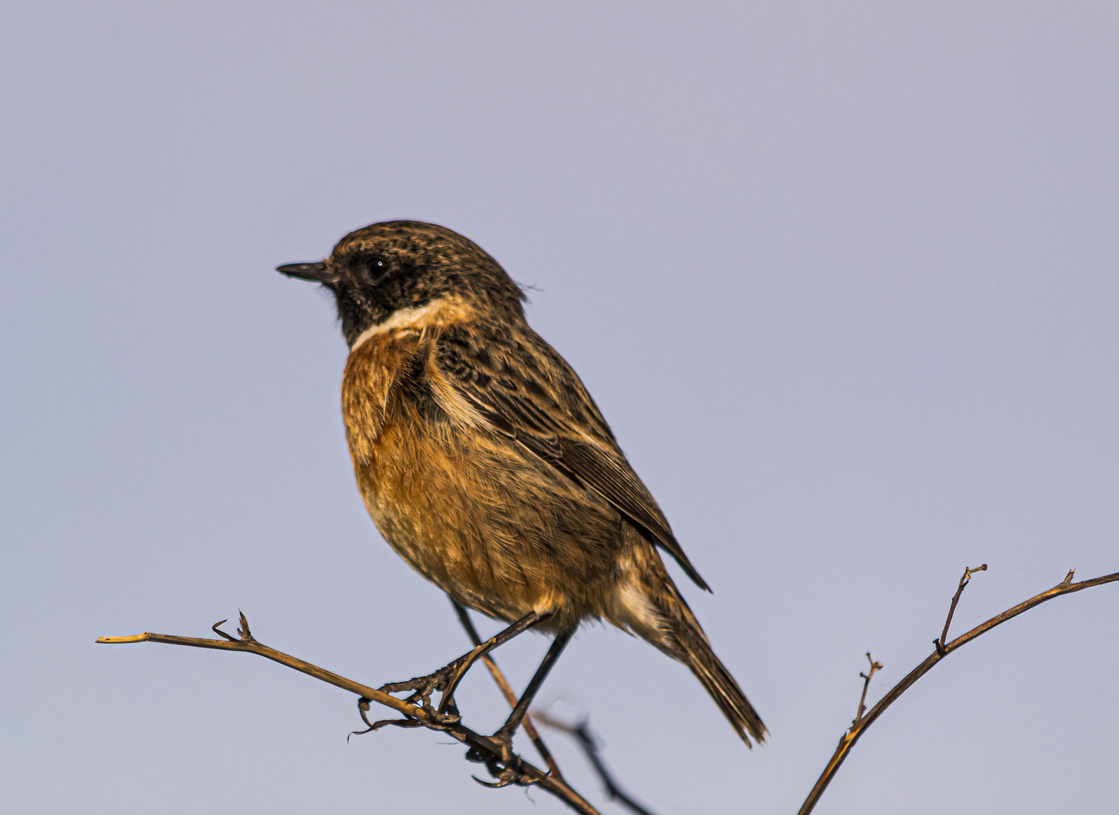 Tarabilla Común (Saxicola torquata)