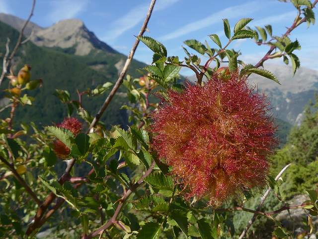 20220828 -11 Ubaye (Alpes de Haute Provence) (794)