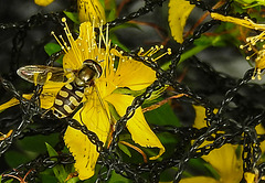 20230714 1943CPw [D~LIP] Tüpfel-Hartheu (Hypericum perforatum), [Johanniskraut], Gem. Feldschwebfliege (Metayrphus corollae), Bad Salzuflen