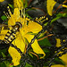 20230714 1943CPw [D~LIP] Tüpfel-Hartheu (Hypericum perforatum), [Johanniskraut], Gem. Feldschwebfliege (Metayrphus corollae), Bad Salzuflen
