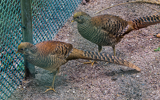 20160209 9913VRAw [D~LIP] Goldfasan (Chrysolophus pictus), Voliere,  Landschaftsgarten, Bad Salzuflen