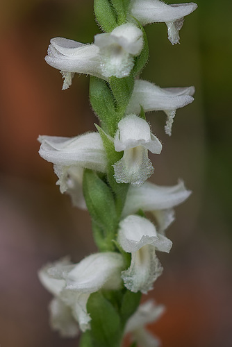 Spiranthes cernua (Nodding Ladies'-tresses orchid)