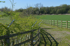 Staffordshire fence
