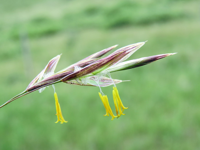 Brome Grass in bloom