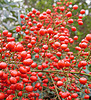 Red berries