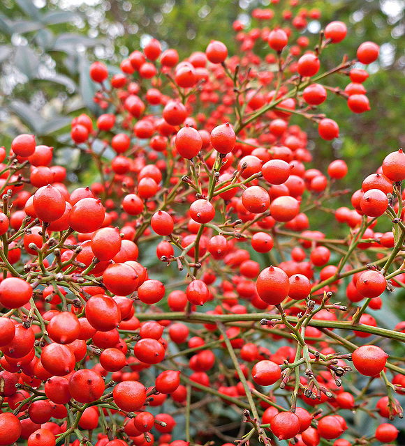 Red berries