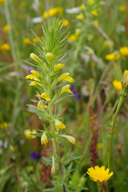 Parentucellia viscosa, Lamiales, Orobanchaceae