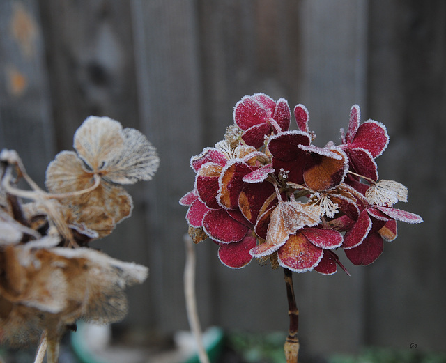 Hortensie mit Frost