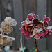 Hortensie mit Frost