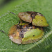 Tortoise Beetles (Cassida vibex)