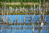 Naturschutzgebiet Theikenmeer