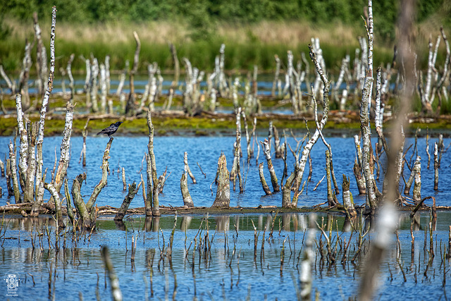 Naturschutzgebiet Theikenmeer