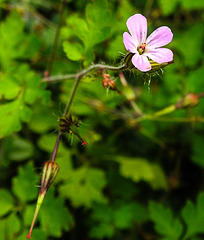 20230714 1944CPw [D~LIP] Stinkender Storschnabel (Geranium robertianum agg), Bad Salzuflen