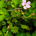 20230714 1944CPw [D~LIP] Stinkender Storschnabel (Geranium robertianum agg), Bad Salzuflen