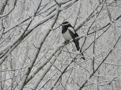 Corvus  Pica-----Ekster----in de sneeuw