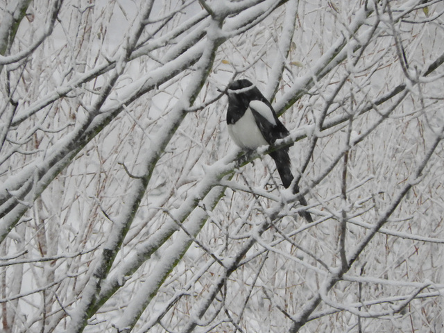 Corvus  Pica-----Ekster----in de sneeuw