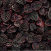 Dark red leaves