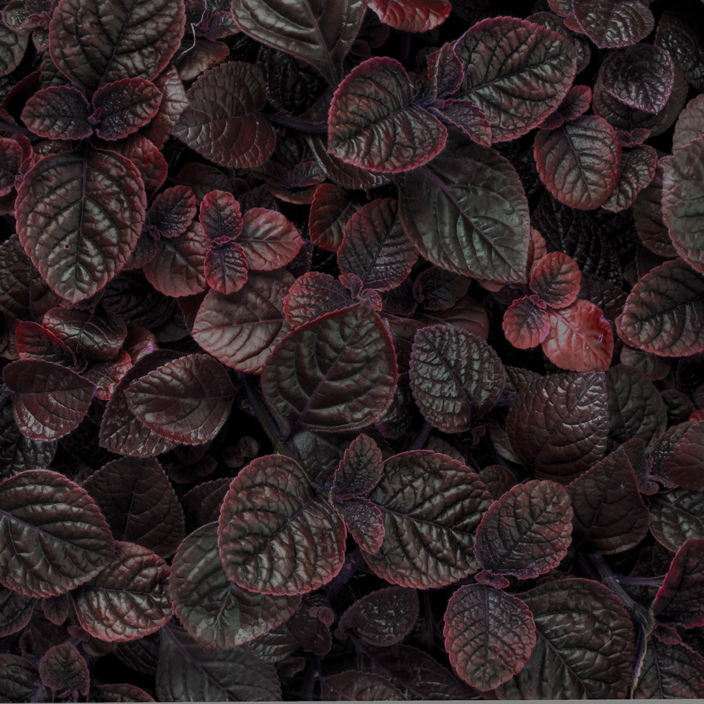 Dark red leaves