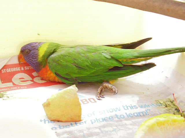 Rainbow Lorikeet Rescue