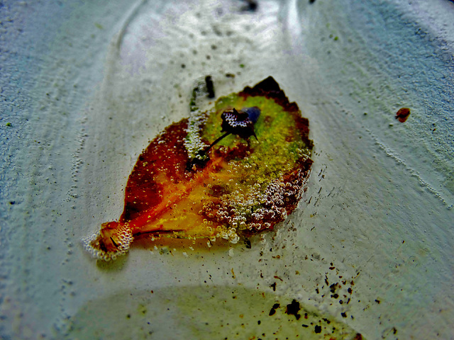 Fallen Leaf 4