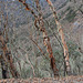 Khumbu, Red Trees near Village of Phortse