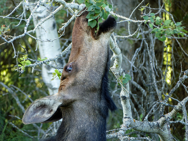 Moose, reaching for the higher leaves