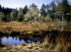 Hochmoor bei Sulzberg, Vorarlberg