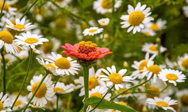 Wildflower