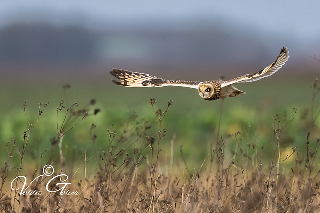 Hibou des marais